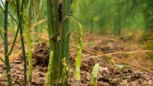A Step-by-step Guide on Growing Asparagus