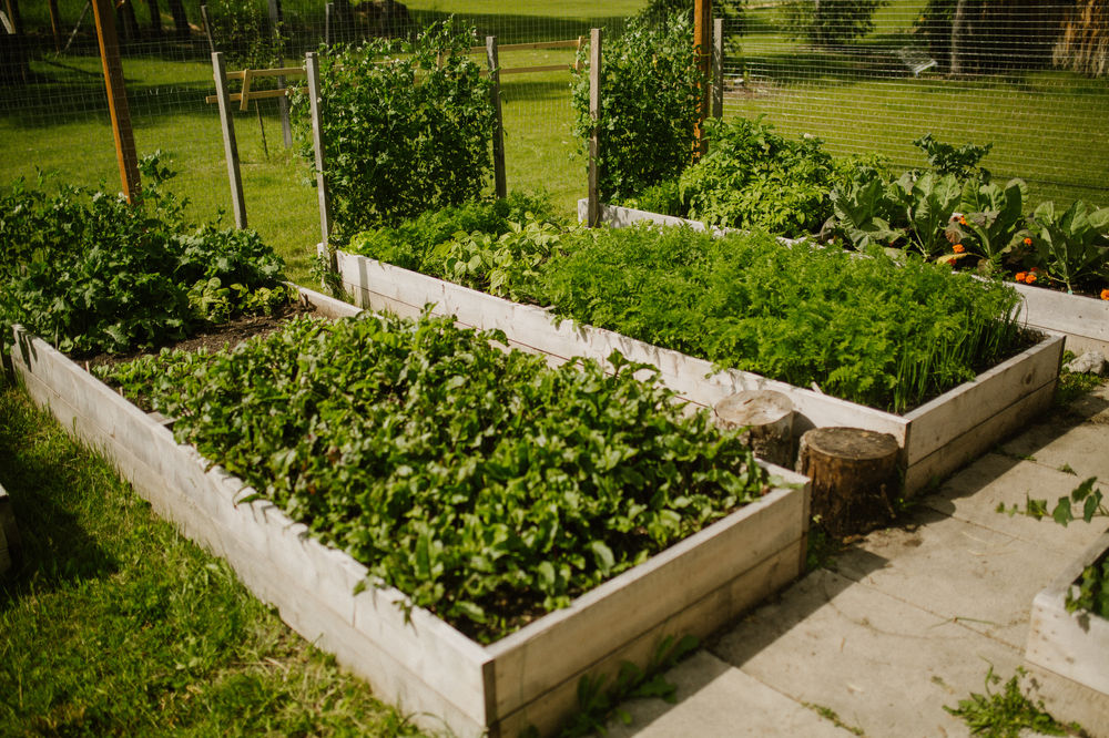 11 Easy Vegetables to Grow in Canada