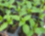 4 Signs it is Time to Repot Your Seedlings