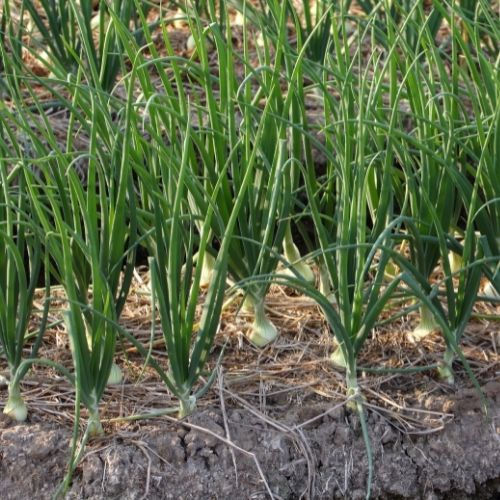The Best Tips for Growing Onions in Canada