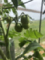 Growing tomatoes in gardening zone 2 - 4 of Calgary Alberta can be a challenge.  Find the top tips for growing large roma and cherry tomatoes from seed in a greenhouse, your vegetable garden or in a pot.