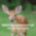 How to Keep Deer out of Your Garden