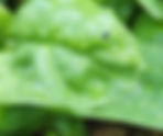 Controlling Flea Beetles in the Garden