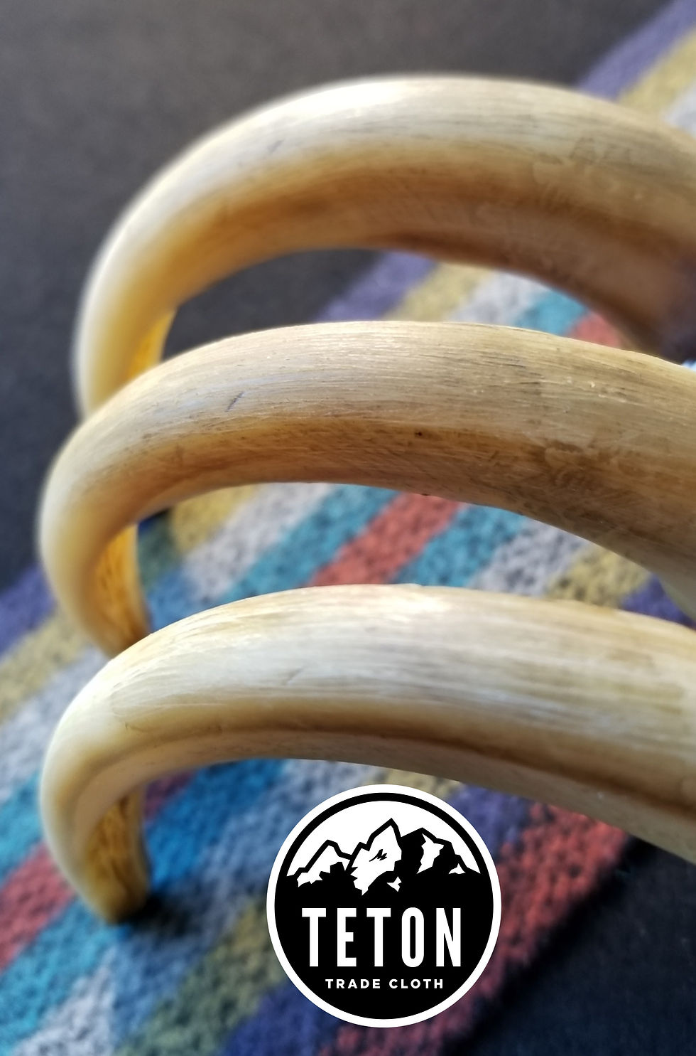 Thumbnail: Replica, graduated grizzly bear claws