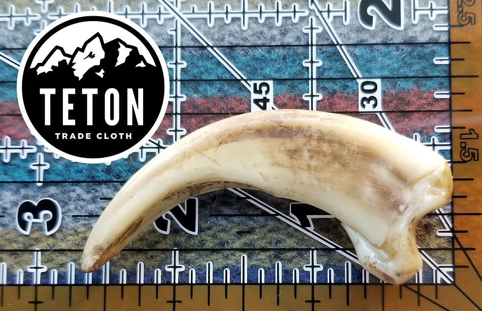 Thumbnail: Replica, graduated grizzly bear claws