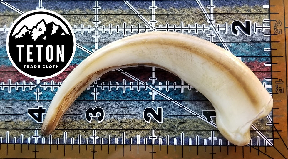 Thumbnail: Replica, graduated grizzly bear claws
