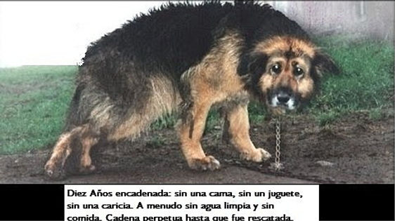 doggy petitions, petition, petición, hunde, dogs, perro, perra, spain, spanien, españa, petizione, pétition, ходатайство, suse freiberg,
