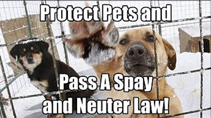 doggy petitions, petition, hunde, dogs, animal welfare, tierschutz, tierschutzgesetz, legislation, animal abuse, tierquälerei, petición, pétition, petizione, ходатайство, suse freiberg