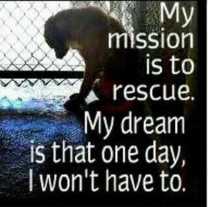 Doggy petitions, petition, hunde, dogs,