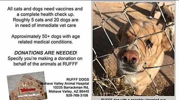 doggy petitions, petition, hunde, dogs, animal welfare, tierschutz, tierschutzgesetz, legislation, animal abuse, tierquälerei, petición, pétition, petizione, ходатайство, suse freiberg