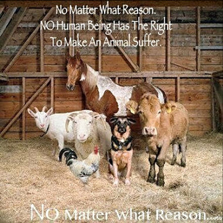 doggy petitions, petition, hunde, dogs, animal welfare, tierschutz, tierschutzgesetz, legislation, animal abuse, tierquälerei, petición, pétition, petizione, ходатайство, suse freiberg