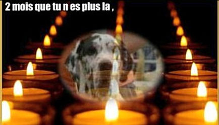 doggy petitions, petition, petición, dog, chien, france, frankreich, hund, petizione, pétition, ходатайство, suse freiberg,