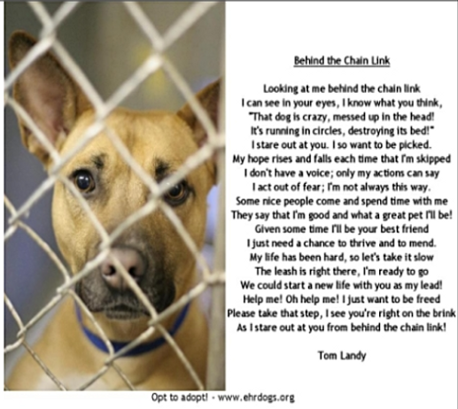 doggy petitions, petition, hunde, dogs, animal shelter, tierheim, euthanasia, euthanasia, dog adoption, adopt don´t shop, adopta, petición, pétition, petizione, ходатайство, perro, cane, chein, собака, принять,