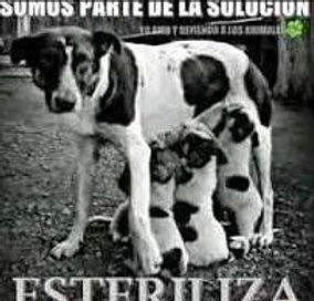 doggy petitions, petition, petición, hunde, dogs, perro, perra, spain, spanien, españa, petizione, pétition, ходатайство, suse freiberg,