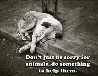 doggy petitions, petition, hunde, dogs, animal welfare, tierschutz, tierschutzgesetz, legislation, animal abuse, tierquälerei, petición, pétition, petizione, ходатайство, suse freiberg