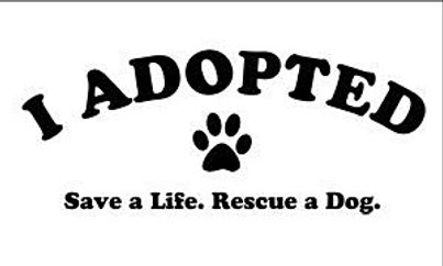 petition, hunde, dogs, animal shelter, tierheim, euthanasia, euthanasia, dog adoption, adopt don´t shop, doggy petitions, petición, pétition, petizione, ходатайство, perro, cane, chein, собака, принять,