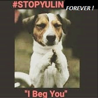 doggy petitions, petition, hunde, dogs, hundefleisch, dogmeat, #stopyulin2015, skinned alive, petición, pétition, petizione, ходатайство, suse freiberg