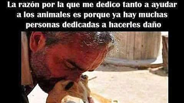 doggy petitions, petition, petición, hunde, dogs, perro, perra, spain, spanien, españa, petizione, pétition, ходатайство, suse freiberg,