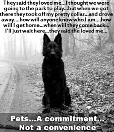 doggy petitions, petition, hunde, dogs, justice, gerechtigkeit, animal abuse, voice for animals, petición, pétition, petizione, ходатайство,