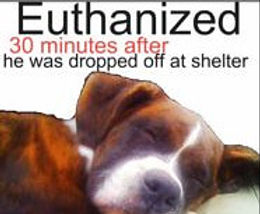 petition, hunde, dogs, animal shelter, tierheim, euthanasia, euthanasia, dog adoption, adopt don´t shop, doggy petitions, petición, pétition, petizione, ходатайство, perro, cane, chein, собака, принять,