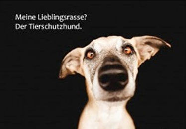 doggy petitions, petition, hunde, dogs, animal welfare, tierschutz, tierschutzgesetz, legislation, animal abuse, tierquälerei, petición, pétition, petizione, ходатайство, suse freiberg