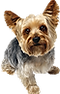 Doggy petitions, petition, hunde, dogs,