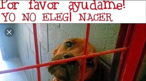 doggy petitions, petition, petición, hunde, dogs, perro, perra, spain, spanien, españa, petizione, pétition, ходатайство, suse freiberg,