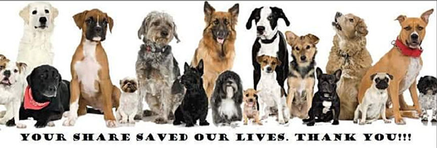 doggy petitions, petition, hunde, dogs, animal welfare, tierschutz, tierschutzgesetz, legislation, animal abuse, tierquälerei, petición, pétition, petizione, ходатайство, suse freiberg