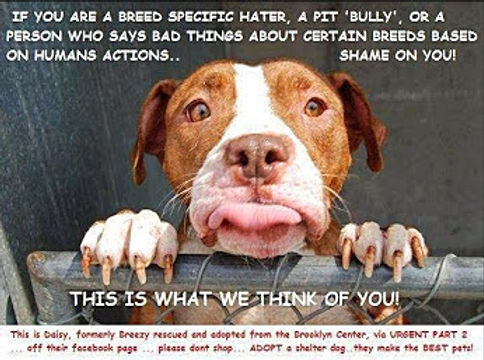 doggy petitions, petition, hund, dog, england, uk, united kingdom, großbritannien, petición, petizione, pétition, ходатайство, suse freiberg,