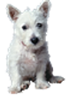 Doggy petitions, petition, hunde, dogs,