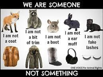 doggy petitions, petition, hunde, dogs, fur, pelz, fourrure, pelaje, pelliccia, petición, pétition, petizione, ходатайство,