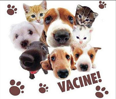 doggy petitions, petition, hunde, dogs, veterinarian, vets, tierarzt, tierklinik, animal hospital, surgery, chirurgie, operation, dr. vet., petición, pétition, petizione, ходатайство, suse freiberg