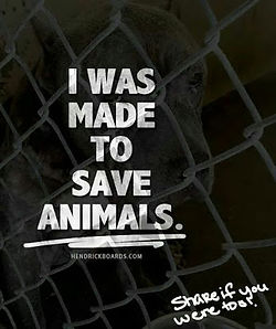 doggy petitions, petition, hunde, dogs, suse freiberg, petición, pétition, petizione, ходатайство,