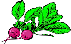 PikPng.com_radishes-png_3922336.png