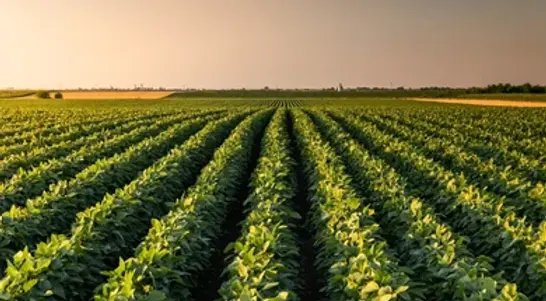 soybean-field-sundown-rows-young-260nw-2709185105.webp