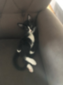 kedi sahiplendirme ilanları