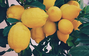Lemon Tree