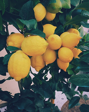 Lemon Tree