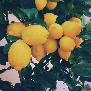 The perfect lemon is thanks to... a bug? 