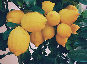 Lemon Tree