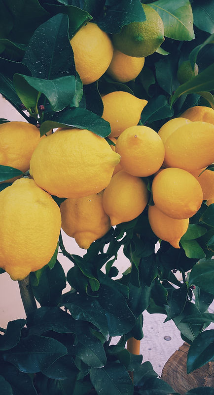 Lemon Tree Closeup