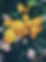 Lemon Tree