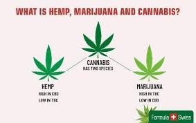 hemp.jpeg