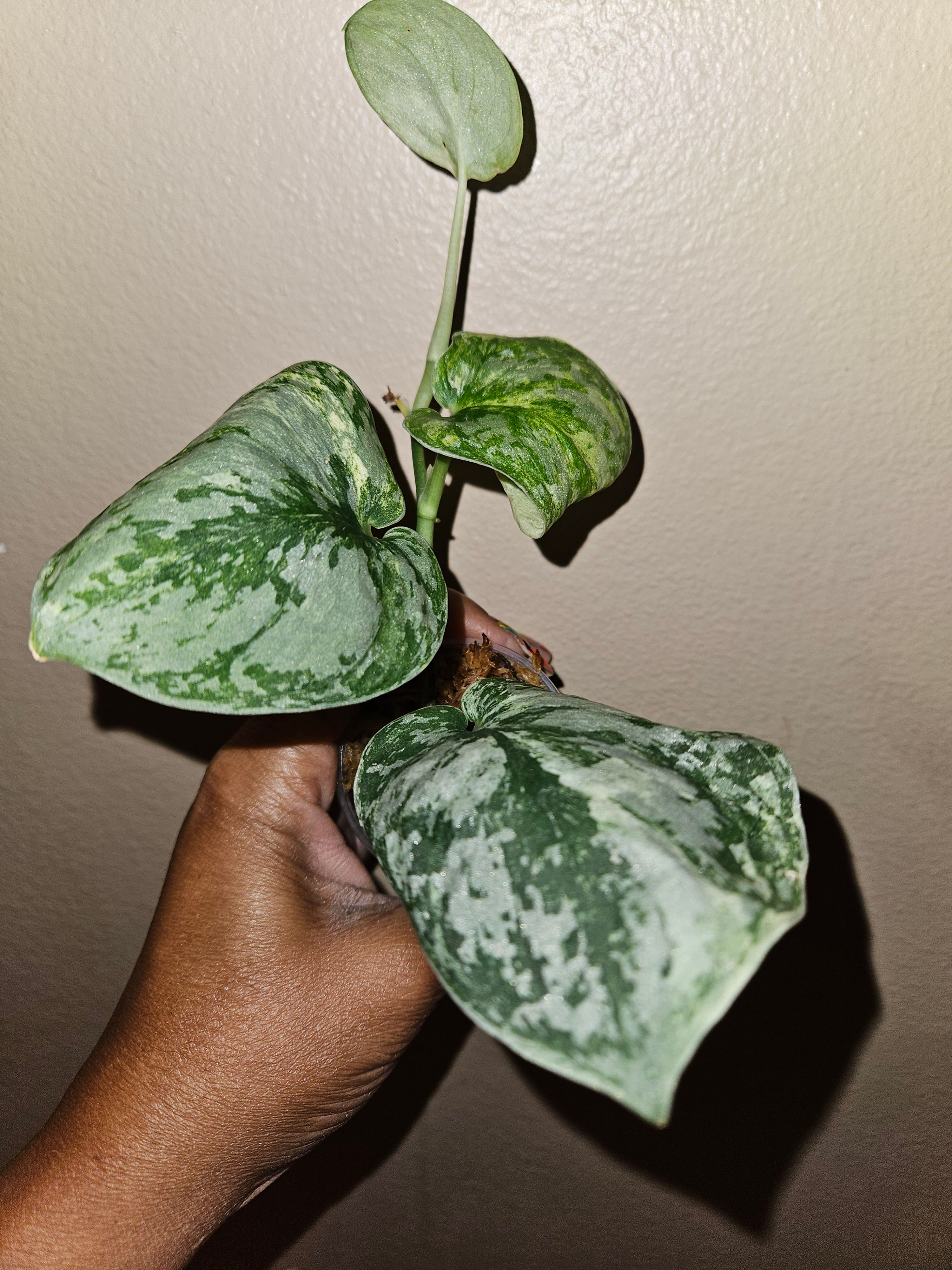 Scindapsus Exotica White Crystal Aurea
