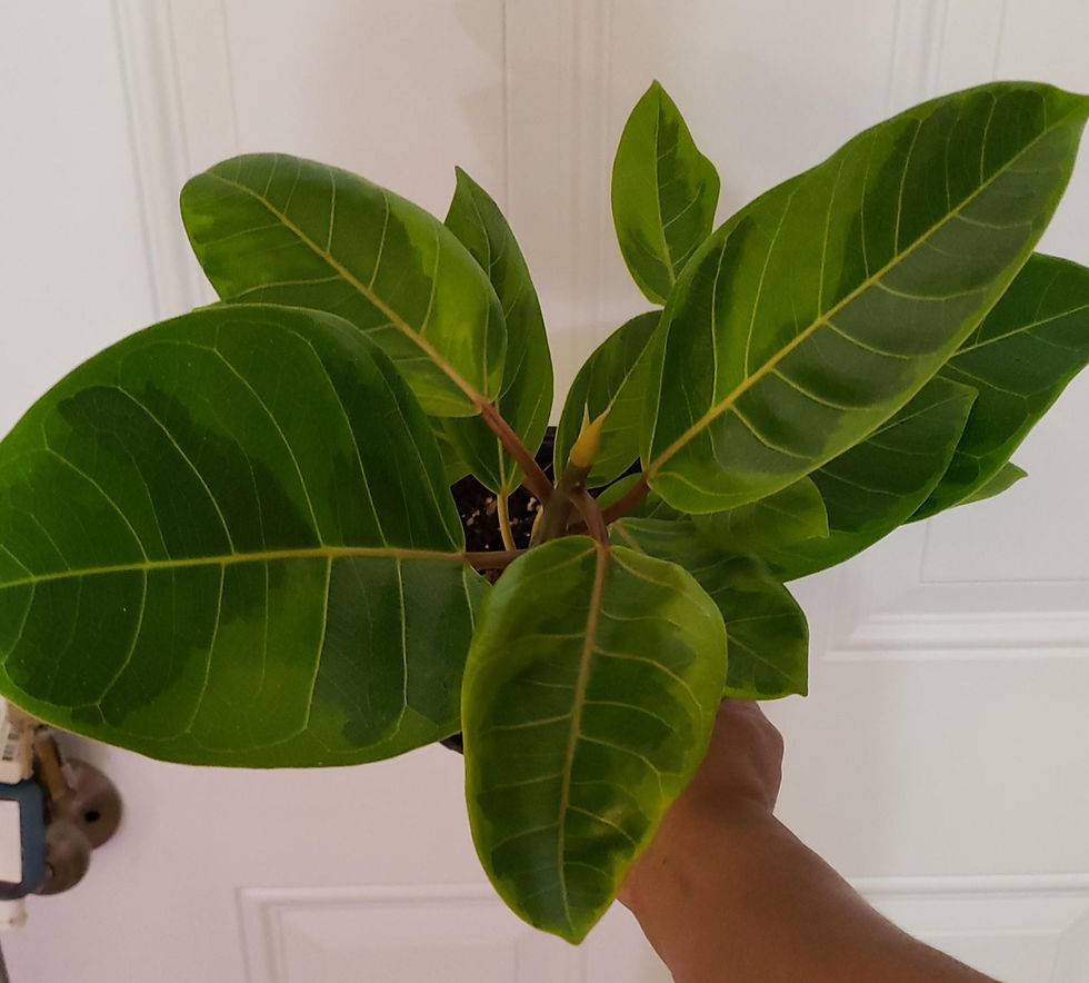 Миниатюра: Ficus Altissima "Yellow Gem"