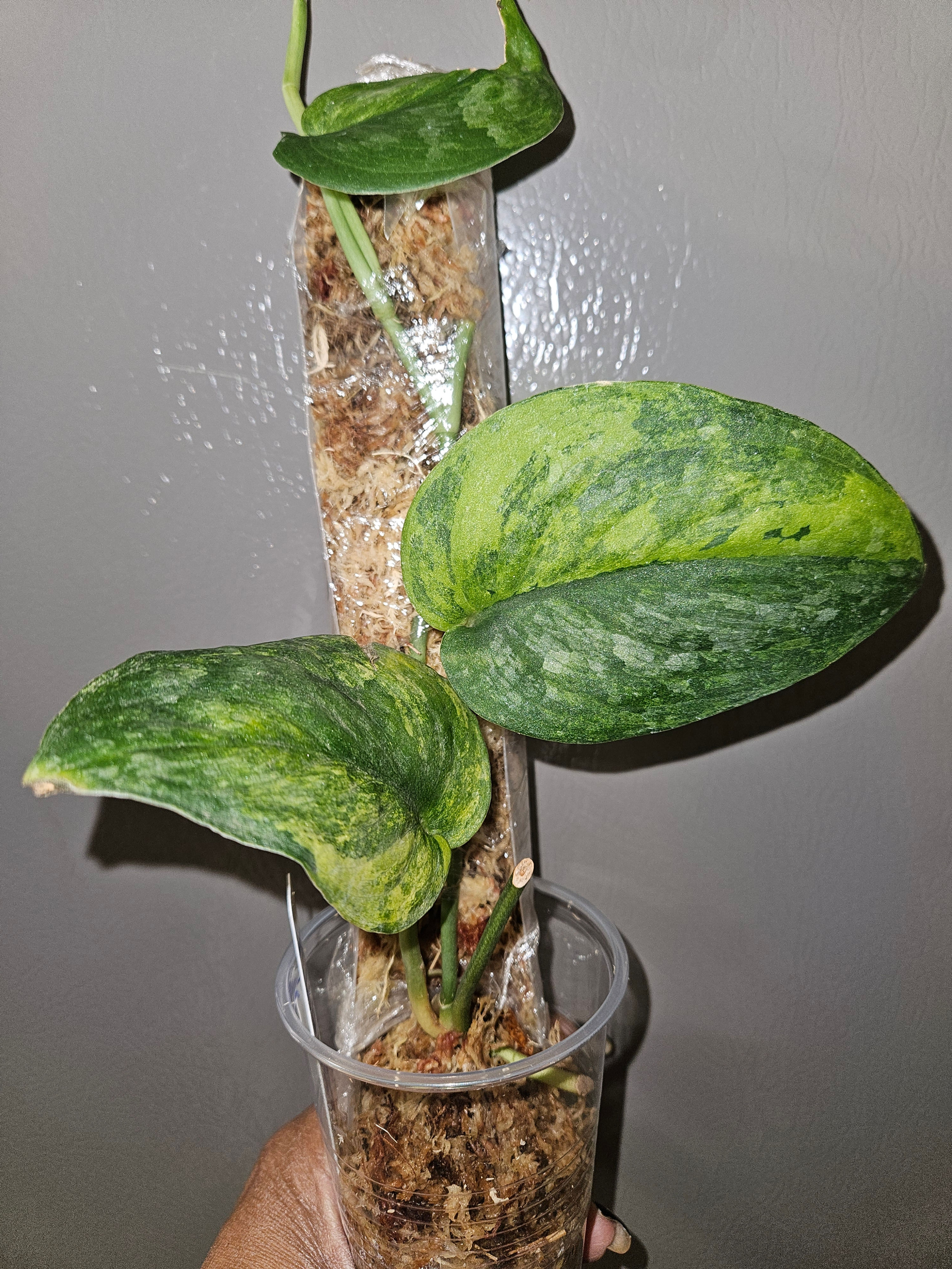Scindapsus Kusuma