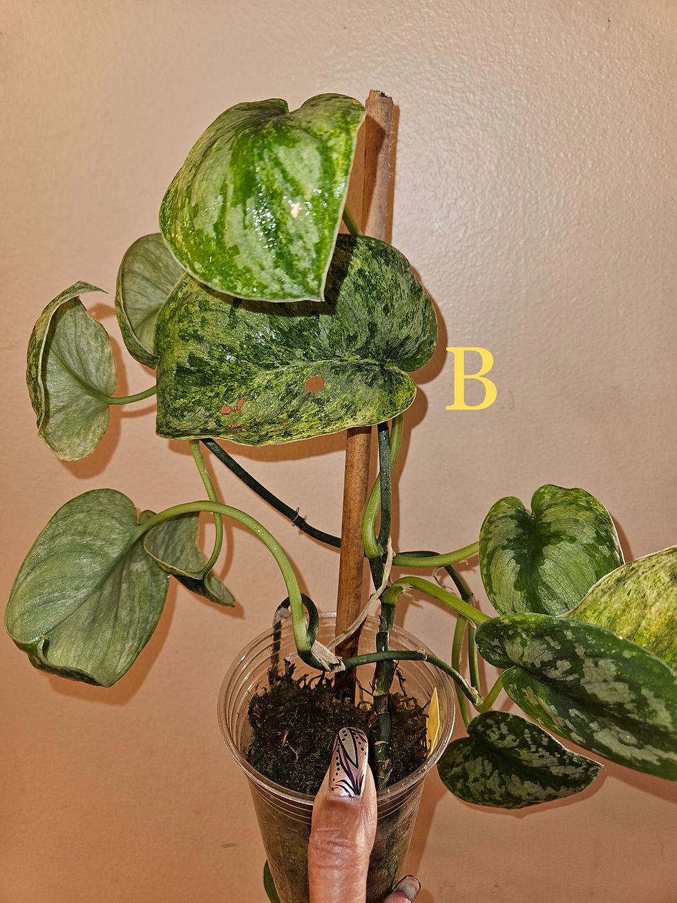 Miniaturbild: Scindapsus 'Tembaga'