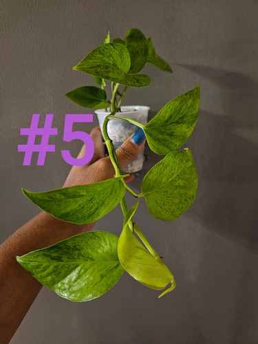 golden pothos care indoor Golden Pothos in Trellis, Epipremnum Aureum