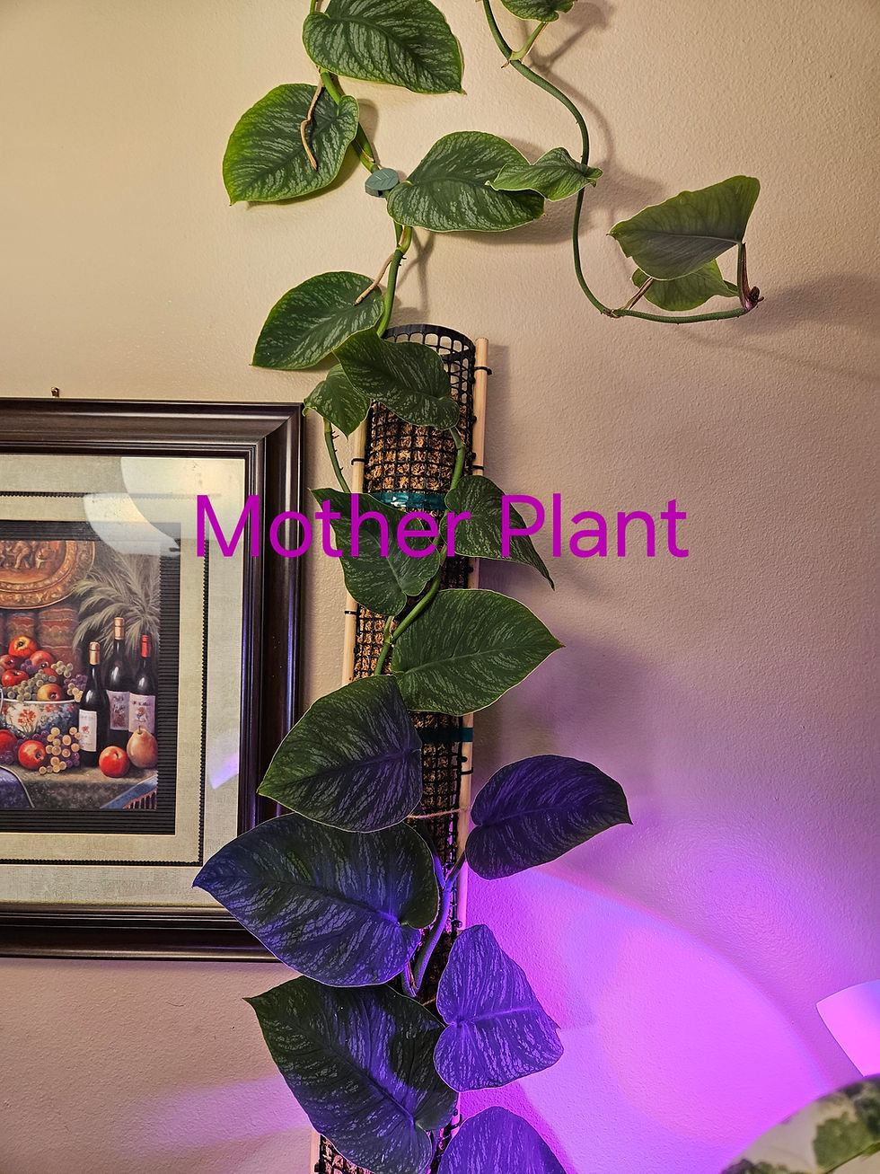 Miniatura: Monstera Dubia