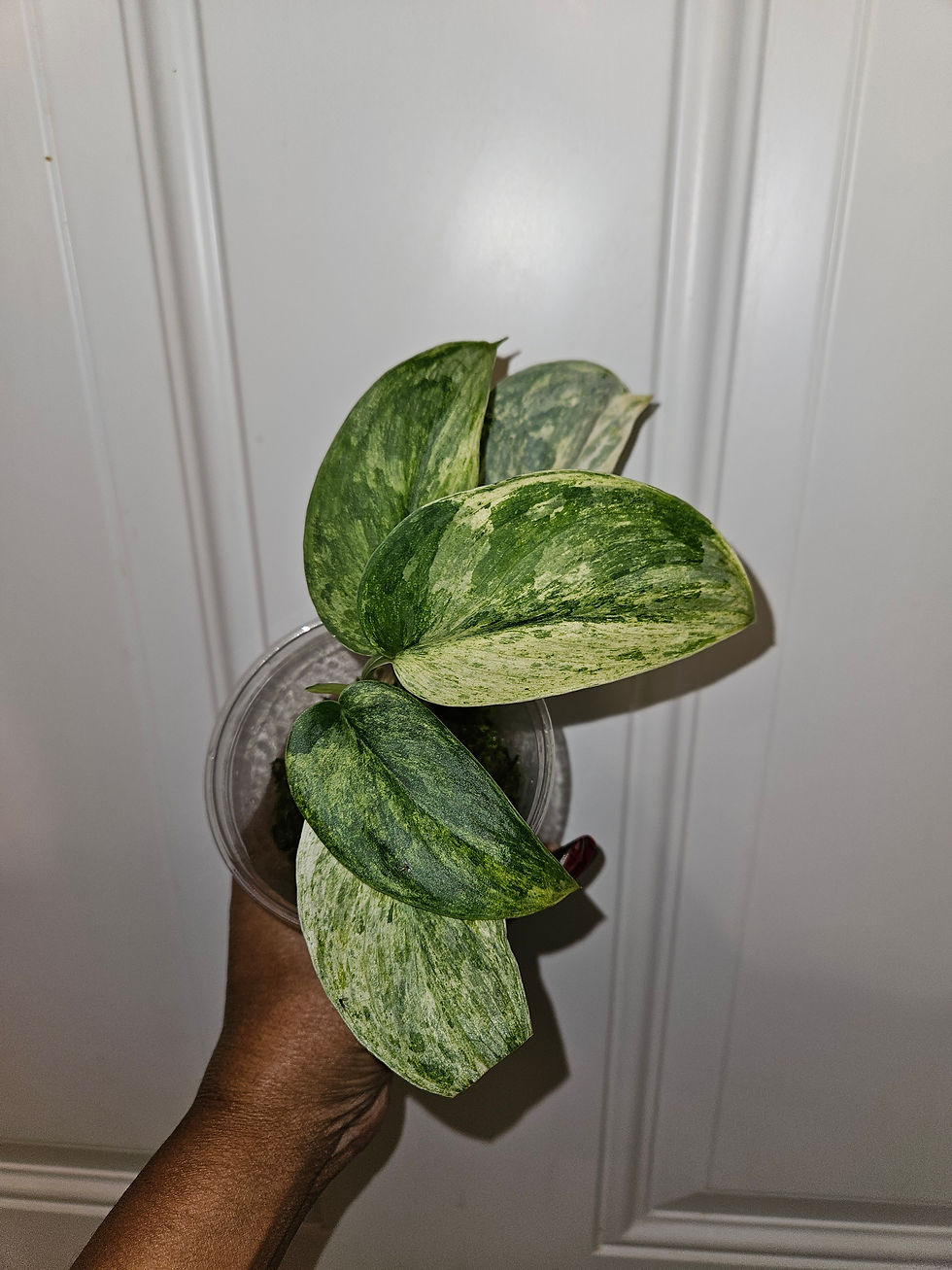 Scindapsus Exotica Siliwangi